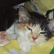 Mysha