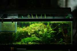 aquaticplantcentral.com Mythin