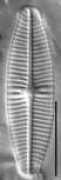 westerndiatoms.colorado.edu Naaik