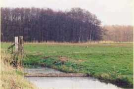 Naard