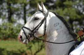 lusitano-interagro.com Nabica
