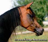 filsinger-arabians.com Nabilah