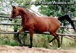 filsinger-arabians.com Nabilah