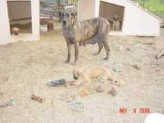 greatdanes4u.com Nabilia