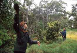Naboa