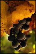 flickrhivemind.net Nachik