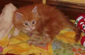 cocoonmainecoons.co.uk Nachiketa