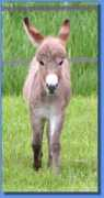 asspirinacresdonkeys.com Nachina