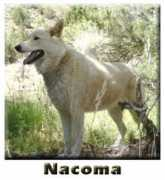 uswolfrefuge.org Nacoma