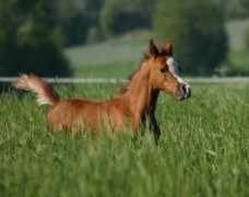 w-arabians.com Nadafi