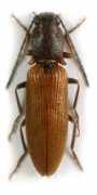 elateridae.com Nadari