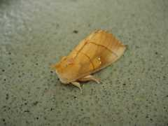 bugguide.net Nadata
