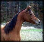 cesamarabians.com Nadeemah