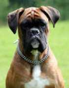 boxer-leipzig.de Nadetta