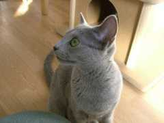 snow-island.russianblue.net Nadiac