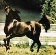 kakagiarabians.com Nadom