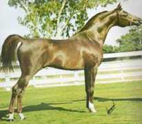 kakagiarabians.com Nadom
