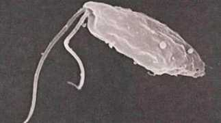 digitaljournal.com Naegleria