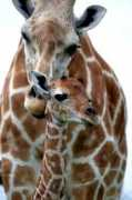 zooborns.com Nafari