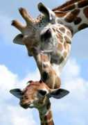 zooborns.com Nafari