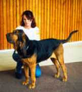buldog-shs.narod.ru Nafira