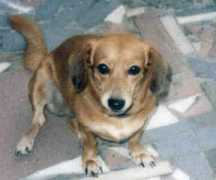 gotpetsonline.com Nageswara