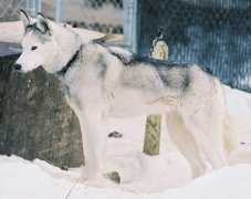 northwapiti.com Nahanni