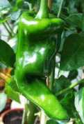 chili-balkon.de Naheim