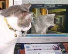 infinitecat.com Nahoom