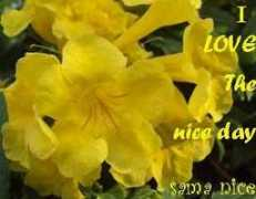 Naice