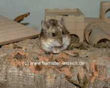 hamster-wissen.de Nairi