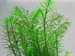 aquapiter.com Najean