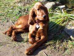 irish-setter-zucht.de Najomi