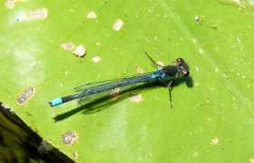 wansteadwildlife.org.uk Najus