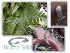 thaifern.com Nakarach
