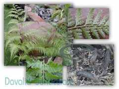 thaifern.com Nakarach