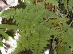 thaifern.com Nakarach