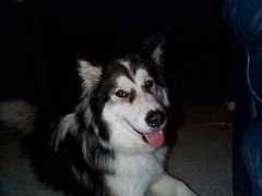 malamute.org Nakiesha