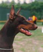 dobermann-review.com Nakira