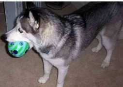 everythingwolf.com Nakita