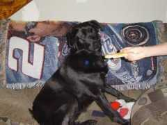 petster.com Nakitta