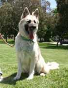 sheprescue.org Nakota