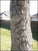 Naleimaile