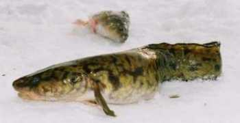 fishingkuban.ru Nalima