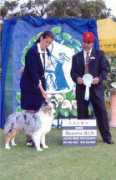 strathavenaussies.co.za Nallem