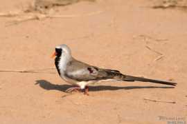 oiseaux.net Namaqua