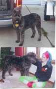secondchancebouvrescue.com Nanabelle