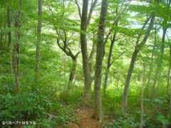 kudougao.fc2web.com Nanadu