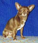 chihuahua.ru Nanaja