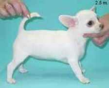 chihuahua.ru Nanaja